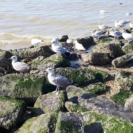 By Belgian Sea And Dunes, Cleaning Included